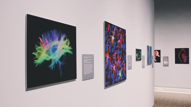 Percepció, art i ciència - Festa de la Ciència