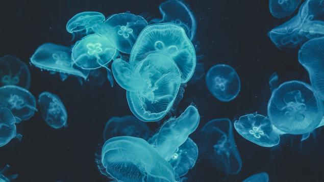 La mar de meduses - Festa de la Ciència