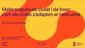 #BiennalCiutatiCiència 2023 - Mallerengues de ciutat i bosc: com els ocells s’adapten al medi urbà